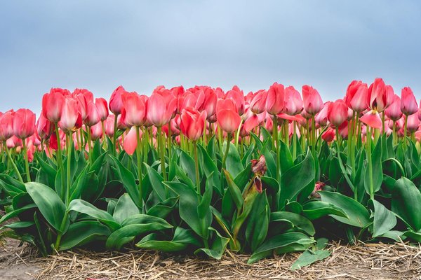 Soutenez Vos Plantes Grimpantes : L'Art de l'Utilisation des Treillis pour un Jardin Épanoui