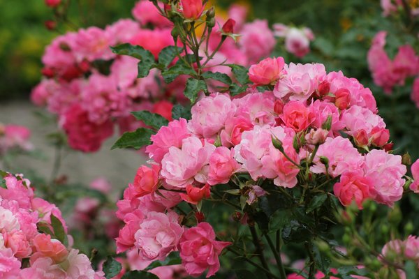 Faut-il solliciter un professionnel pour l'installation de votre système de filtration de piscine ?