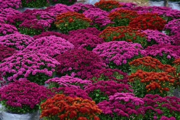 Trouvez le revêtement mural idéal pour transformer votre salle de bain en un espace de rêve !